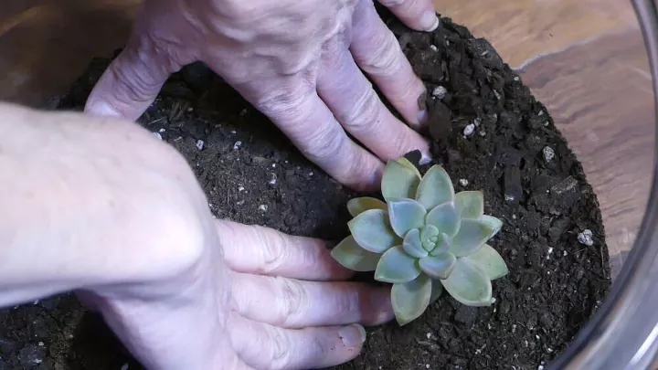 how to make a terrarium in 5 simple steps, hands patting succulent into soil
