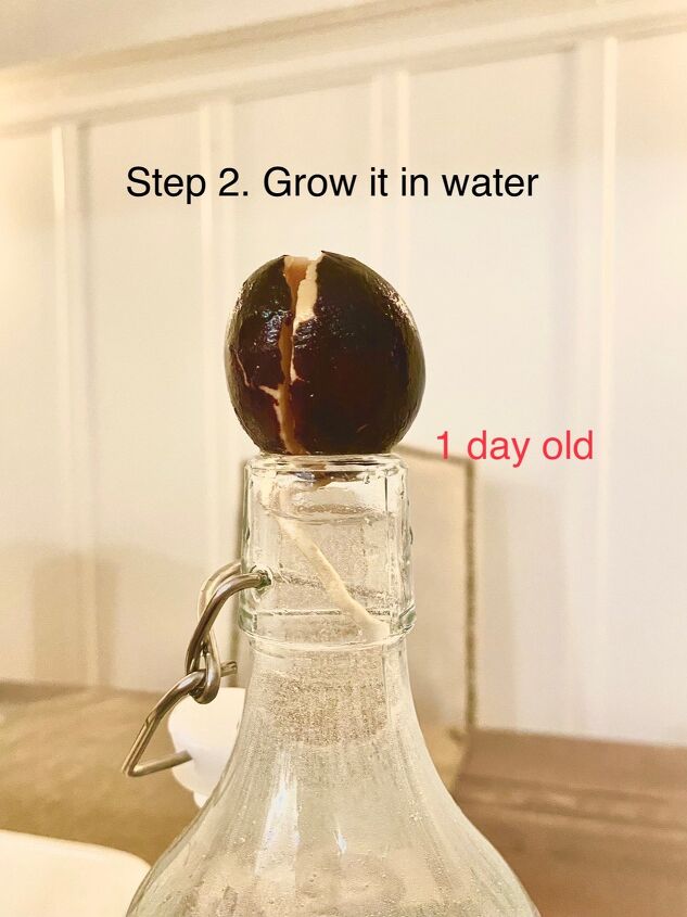 diy avocado tree how to grow avocado tree from seed