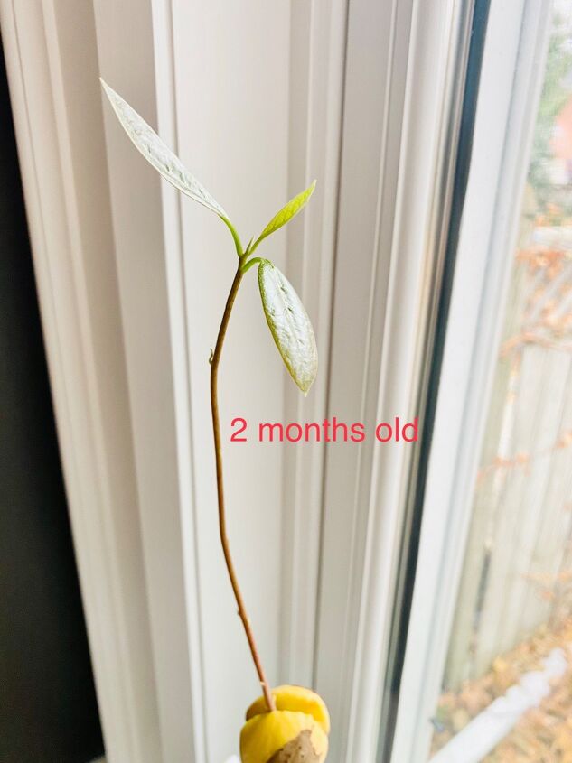 diy avocado tree how to grow avocado tree from seed