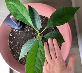 Unlock the Secret: How to Grow Your Own Avocado Tree from Seed | Hometalk