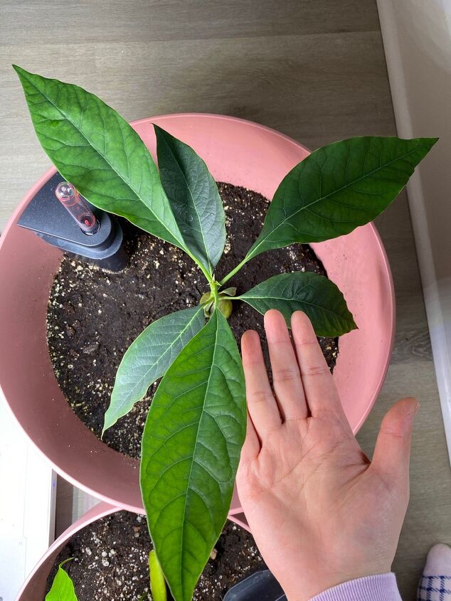 diy avocado tree how to grow avocado tree from seed