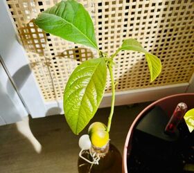 Árbol de aguacate DIY - Cómo cultivar un árbol de aguacate desde la semilla