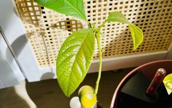 Árbol de aguacate DIY - Cómo cultivar un árbol de aguacate desde la semilla