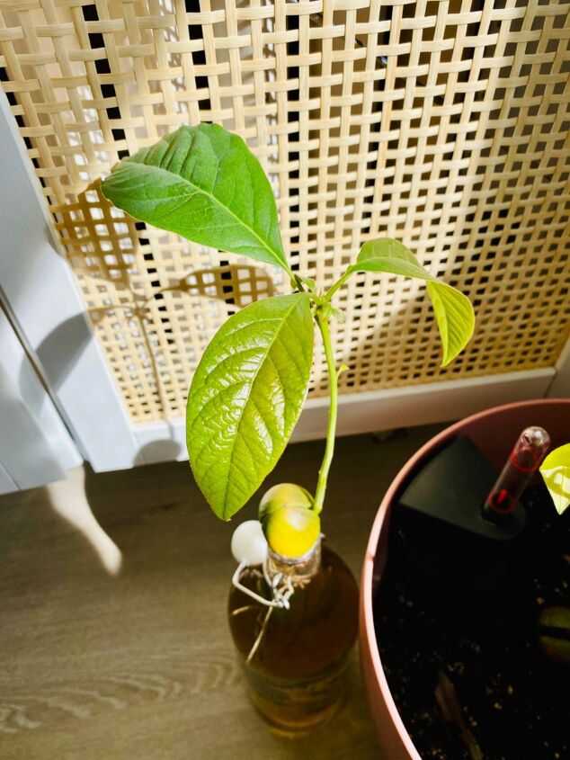 diy avocado tree how to grow avocado tree from seed