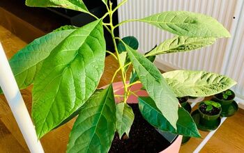 DIY Avocado Tree - How to Grow Avocado Tree From Seed