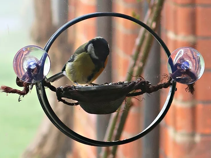 how to attract birds to a feeder, bird nested on round feeder