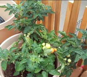  Guia essencial sobre como cultivar tomates em vasos
