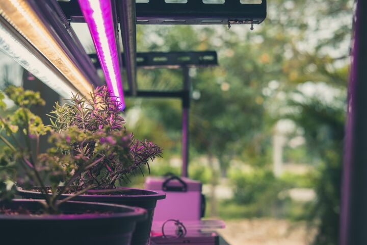 Two plants under grow lights / Photo via Shutterstock