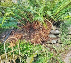 cutting back outdoor evergreen ferns for the season