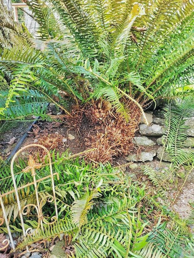 cutting back outdoor evergreen ferns for the season