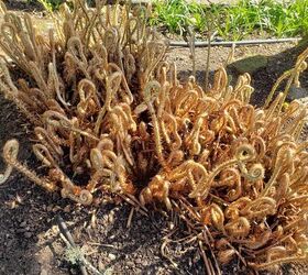 The weird way that everyone's favorite shade plant starts its journey