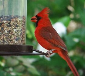 Cómo atraer a los cardenales a tu jardín