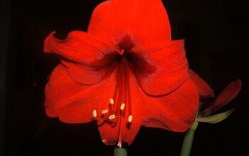 How to Plant Amaryllis Bulbs in Pots