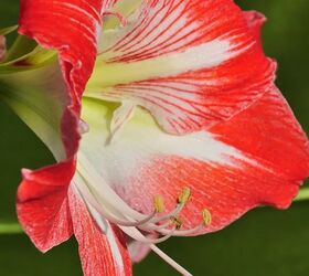 how to plant amaryllis bulbs in pots, white and red amaryllis flower
