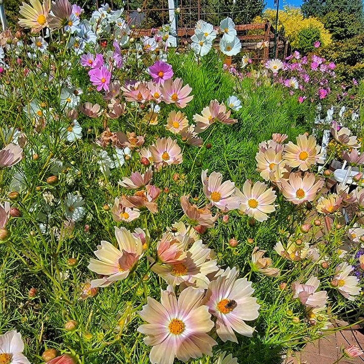 how to grow cosmos for your cut flower garden from seed indoors