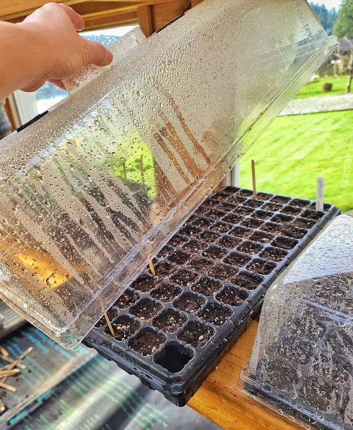 cmo cultivar cosmos para su jardn de flores cortadas de la semilla en el interior