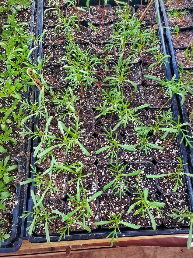 cmo cultivar cosmos para su jardn de flores cortadas de la semilla en el interior