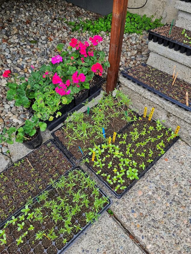 como cultivar cosmos para seu jardim de flores cortadas a partir de sementes dentro