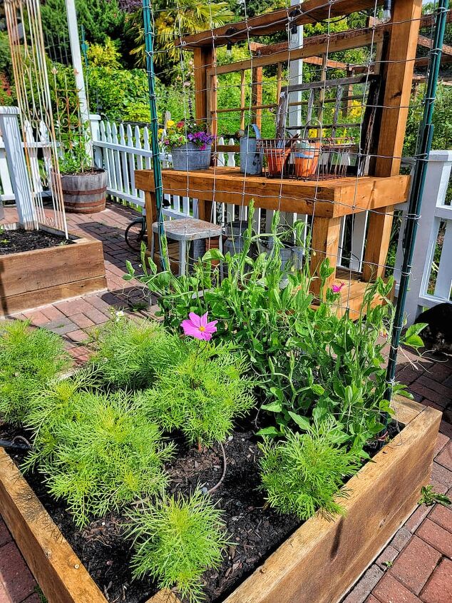 como cultivar cosmos para seu jardim de flores cortadas a partir de sementes dentro