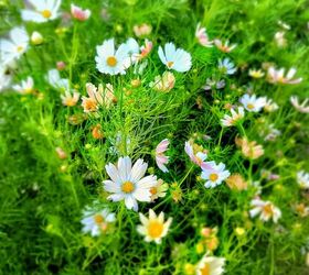 How to Grow Cosmos For Your Cut Flower Garden From Seed Indoors