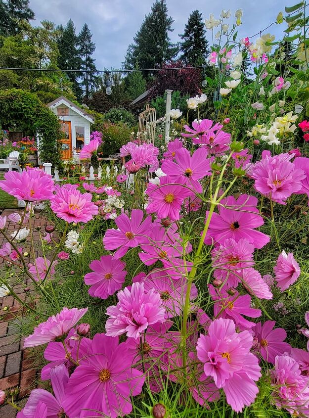 how to grow cosmos for your cut flower garden from seed indoors
