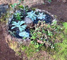 Mini jardín de suculentas DIY (en un tocón de árbol)