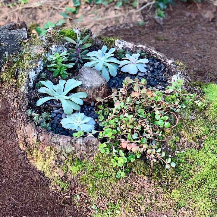 diy mini succulent garden in a tree stump