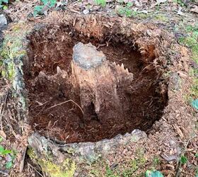 Instead of removing this tree stump, she clears the space around it and does something beautiful