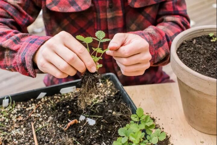 how to grow strawberry plants in pots