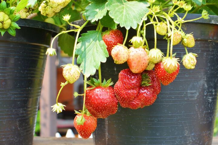cmo cultivar plantas de fresa en macetas
