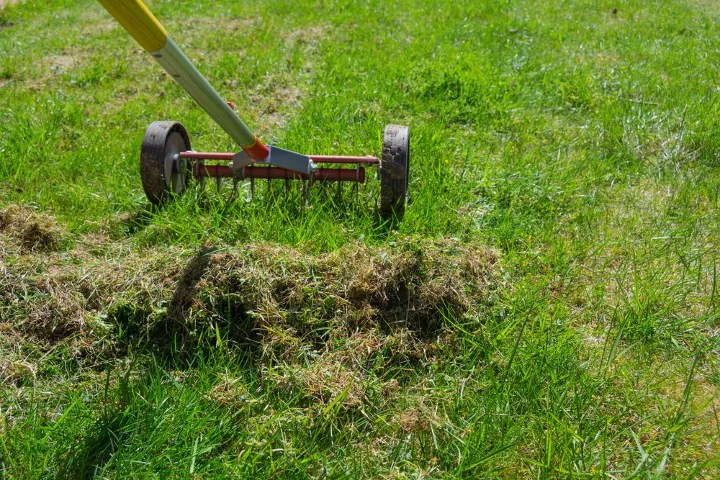 Rolling lawn aerator and grass pulled up / Photo via Shutterstock