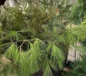 how to create this perfect pine and spruce outdoor winter planter idea, Adding juniper to the planter