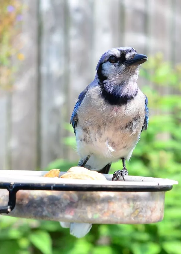Blue and white bird perched on feeder / Photo via Mariposa