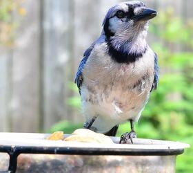 the 6 best bird feeders to put in your backyard, Blue and white bird perched on feeder Photo via Mariposa