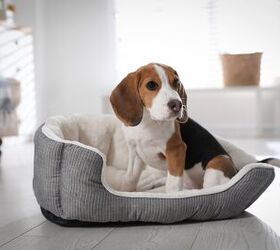 how to clean a dog bed, beagle puppy sitting on dog bed