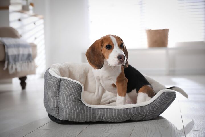 como limpar uma cama de cachorro quando est fedorenta e suja, cachorrinho beagle sentado na cama do cachorro
