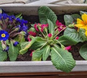 primroses are wilting in my balcony pot