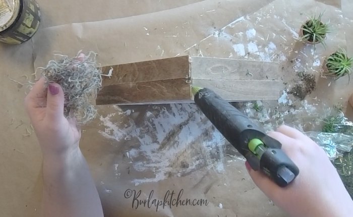 mini air plant garden target dollar spot craft