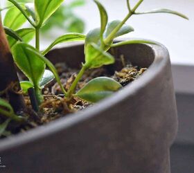 Artificial plants don't need to be watered, but there is one thing you should do to care for them