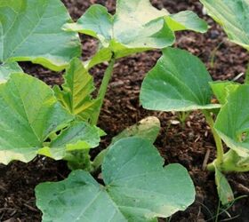 how to grow pumpkins from seeds