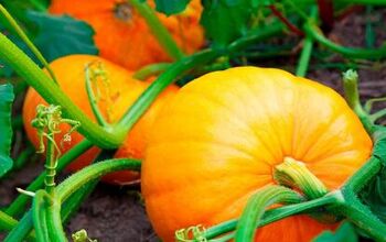 How To Grow Pumpkins - From Seeds