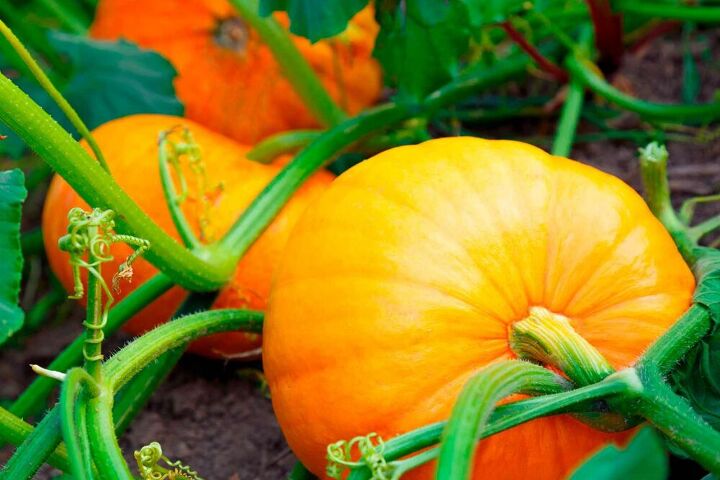 how to grow pumpkins from seeds