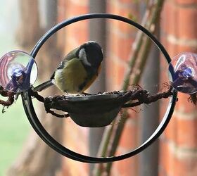 how to prevent birds from hitting windows with a few diy tricks, yellow and black bird sitting on feeder