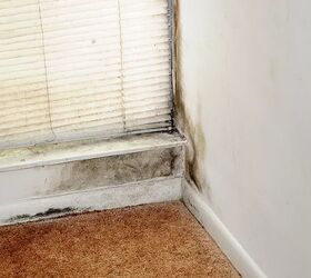 how to get rid of mold