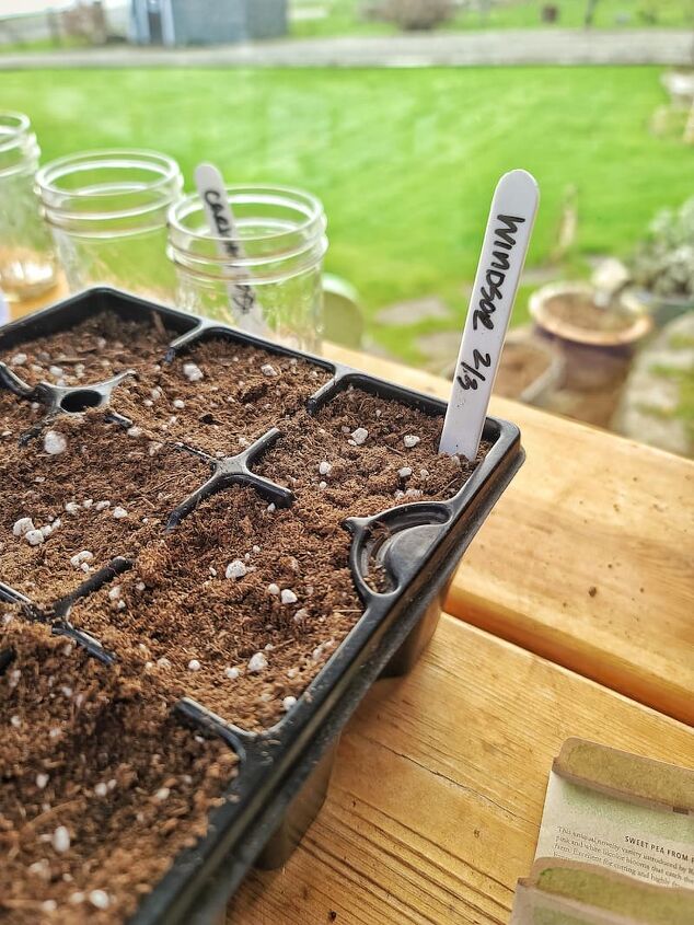 cmo cultivar zinnias para su jardn de flores cortadas a partir de semillas en el