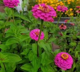 10 home diy projects that use pantone s color of the year for 2023, 9 Zinnia blooms