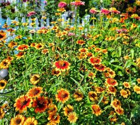 how to grow zinnias for your cut flower garden from seed indoors