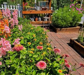 how to grow zinnias for your cut flower garden from seed indoors