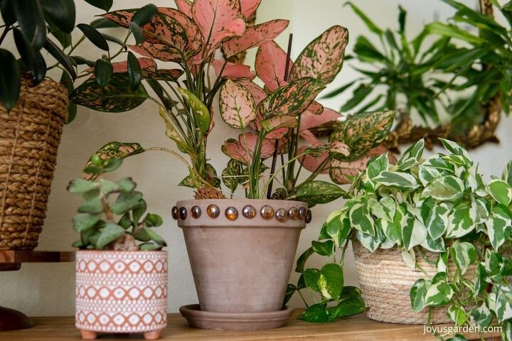 decorar con plantas de interior cmo colocar las plantas en una mesa