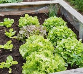 How To Start a Raised Bed Gardening For Beginners